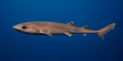 Requin cigare Isistius brasiliensis