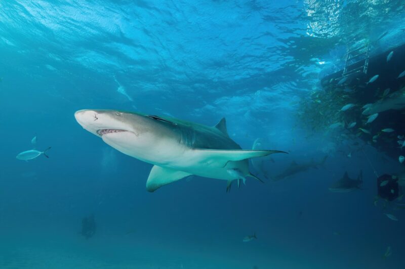 Requin citron Bahamas