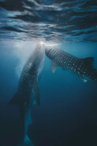 Deux Requins-Baleines Juste Sous la Surface de l’Eau, Rhincodon Typus