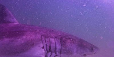 Tête et fentes branchiales du requin blanc AAron dans les eaux de Cape Cod
