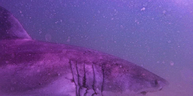 Tête et fentes branchiales du requin blanc AAron dans les eaux de Cape Cod