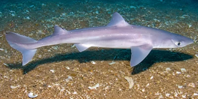 Aiguillat commun Squalus acanthias au-dessus du sable