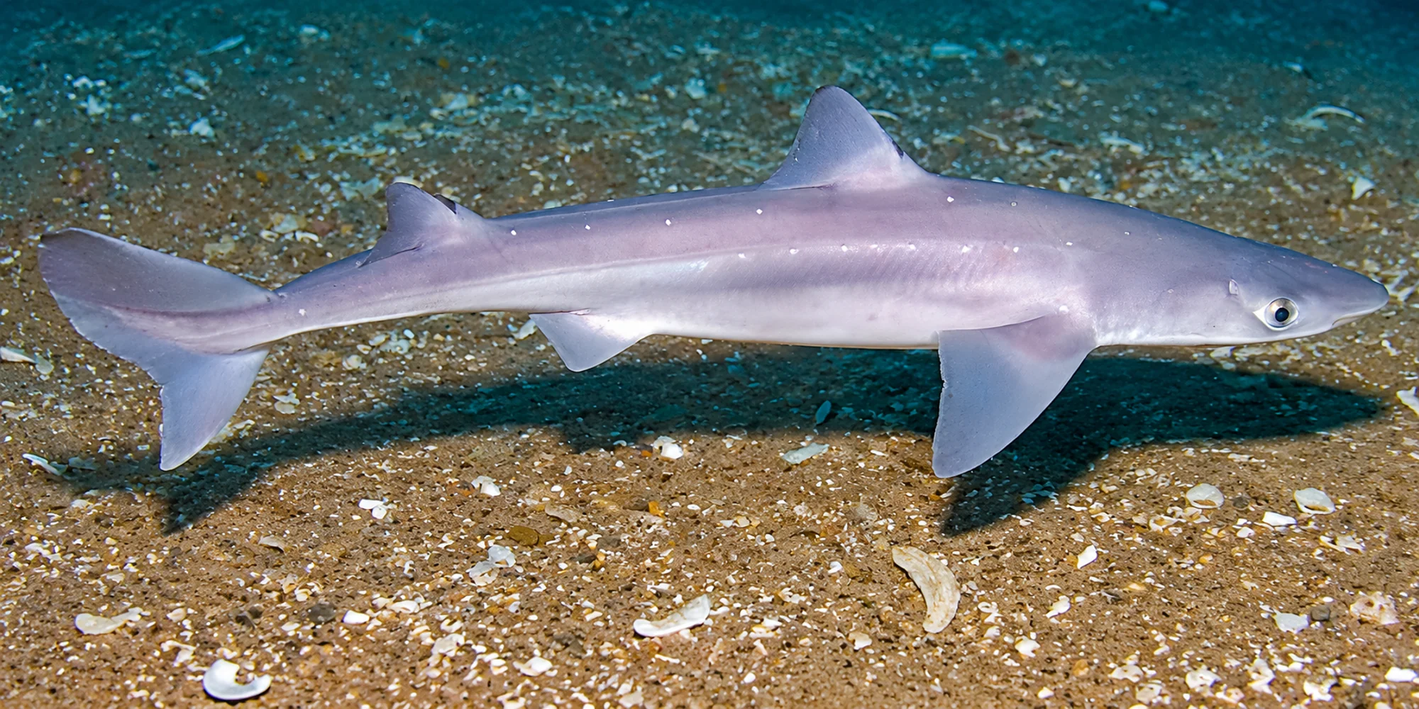 Aiguillat commun Squalus acanthias au-dessus du sable