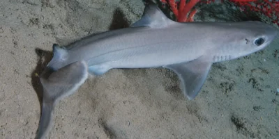 Aiguillat cubain Squalus cubensis au-dessus d'un fond sableux avec corail rouge