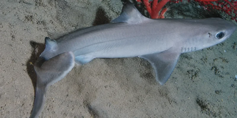 Aiguillat cubain Squalus cubensis au-dessus d'un fond sableux avec corail rouge