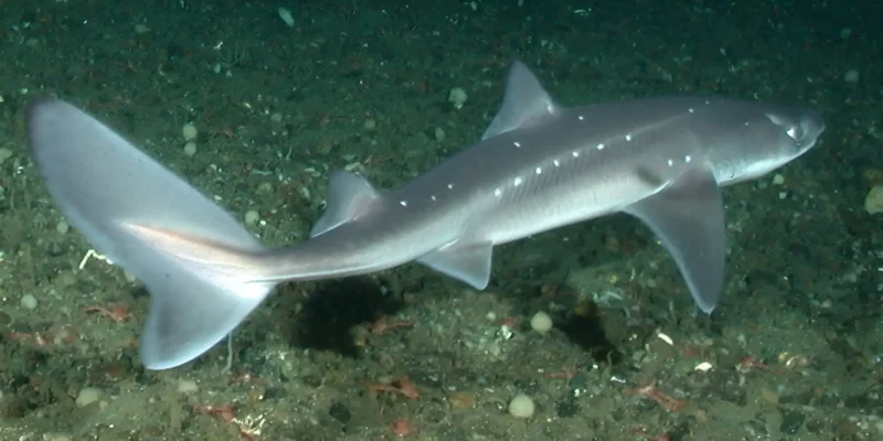 Aiguillat du Pacifique Squalus suckleyi