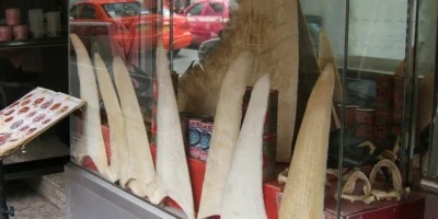 Ailerons de requin séchés exposés dans une vitrine de restaurant dans le quartier chinois de Bangkok