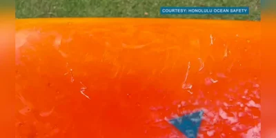 Gros plan d’une planche orange portant des traces de dents apparentes après une rencontre avec un requin-tigre au large d’Ala Moana