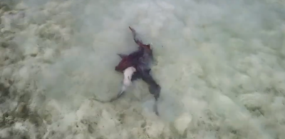 Requins-nourrices s’accouplant en eau peu profonde au large d’Anegada