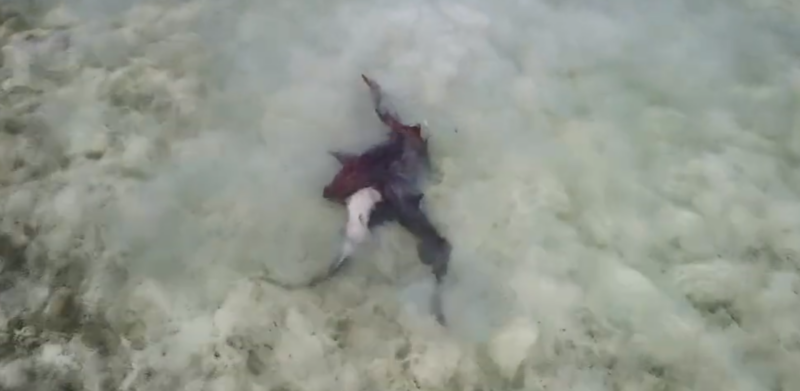 Requins-nourrices s’accouplant en eau peu profonde au large d’Anegada