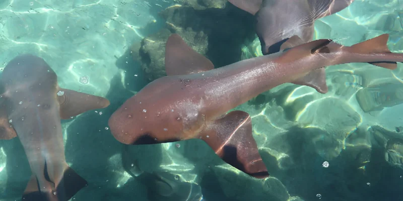 Ange de mer africain Squatina africana