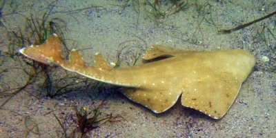 Ange de mer australien Squatina australis nageant sur le fond marin