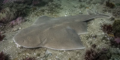 Ange de mer de Guggenheim Squatina guggenheim sur un récif sableux