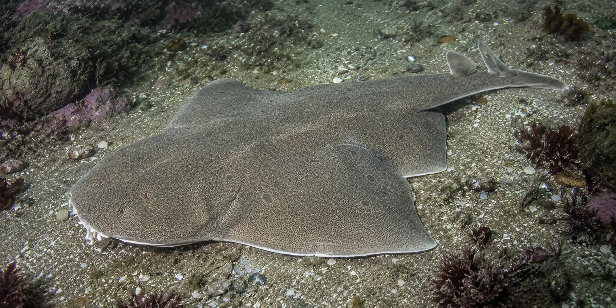 Ange de mer de Guggenheim Squatina guggenheim sur un récif sableux
