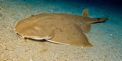 Ange de mer du Pacifique Squatina californica