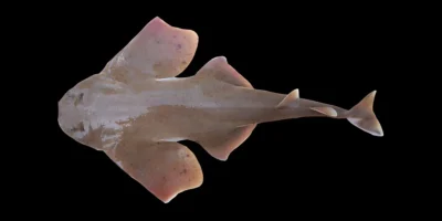 Ange de mer mexicain Squatina mexicana