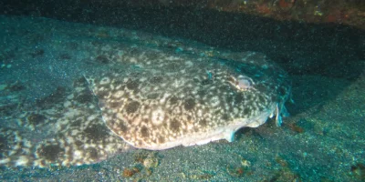 Tête et corps de l'ange de mer nébuleux Squatina nebulosa