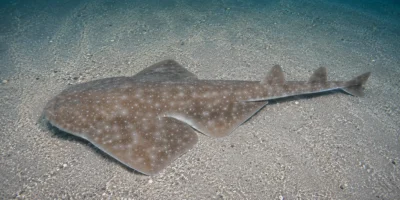Ange de mer oriental Squatina albipunctata posé sur le sable