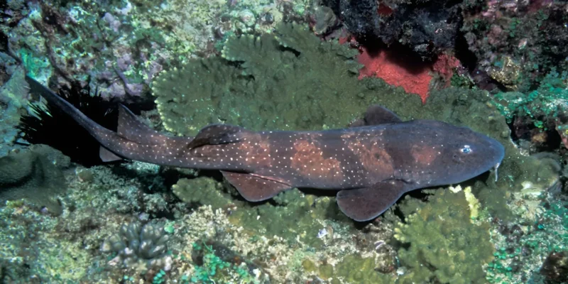 Requin aveugle Brachaelurus waddi vu obliquement d’en haut sur un récif corallien rocheux