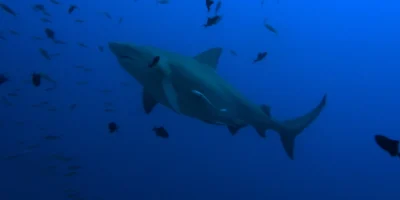 Requin-bouledogue Carcharhinus leucas en pleine eau bleue