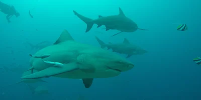 Requins-bouledogues sur le récif de Beqa, aux Fidji