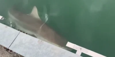 Grand requin au bord du canal du parc North Port à Busan