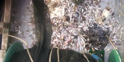 Capture avec une raie comme prise accessoire sur un bateau de pêche