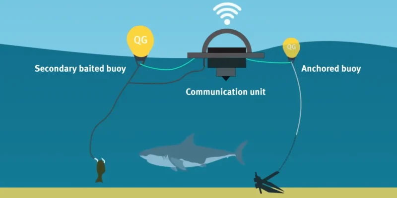 Schéma d’une drumline avec bouée appâtée, unité de communication, bouée ancrée et requin