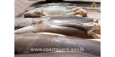 Chair saisie de requin-renard commun mort sur un véhicule à Negombo