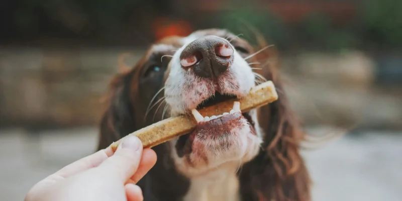 Chien recevant un bâtonnet à mâcher