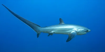 Requin-renard commun Alopias vulpinus