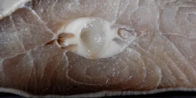 Coupe transversale de viande de requin avec cartilage blanc visible