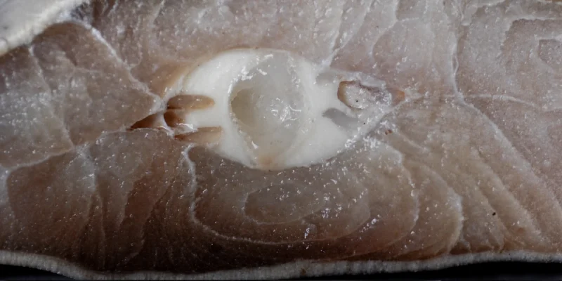 Coupe transversale de viande de requin avec cartilage blanc visible