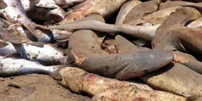 Différentes espèces de requins sans ailerons