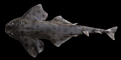Ange de mer chilien Squatina armata vu de dessus sur fond noir