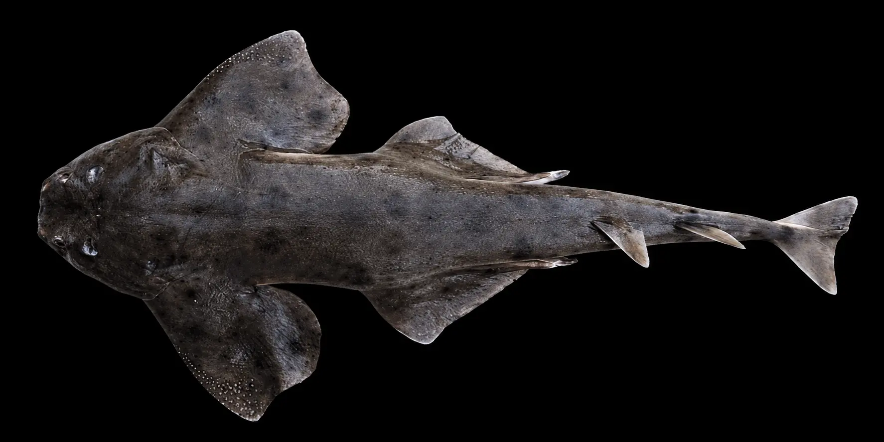 Ange de mer chilien Squatina armata vu de dessus sur fond noir