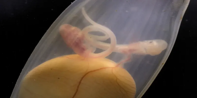 Deux embryons de petite roussette dans une capsule au-dessus d’un sac vitellin commun