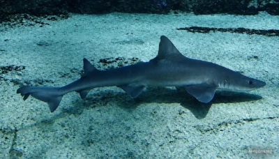 ?missole lisse Mustelus mustelus