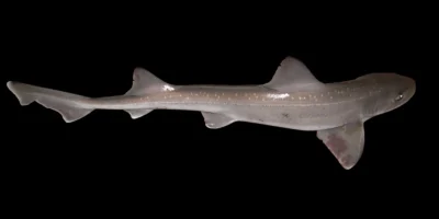 Émissole tachetée Mustelus asterias dans le sud de la mer du Nord