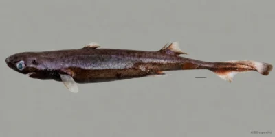 Femelle fraîche de Etmopterus bulbosus avec museau renflé, deux nageoires dorsales et barre d'échelle ; arrière-plan étendu avec IA
