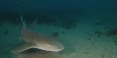 Requin nourrice nageant au-dessus du fond marin à Flower Garden Banks