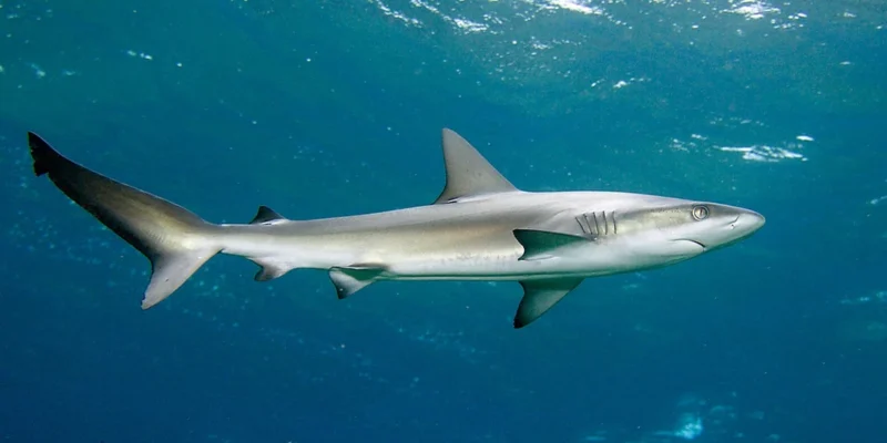 Requin des Galápagos dans les eaux bleues d’Erscotts Hole, île Lord Howe