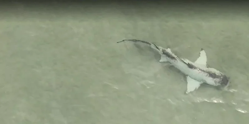 Requin-citron à la robe pie nageant en eau peu profonde au large d’Anna Maria Island