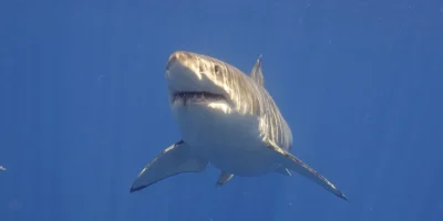 Grand requin blanc nageant de face en pleine eau bleue