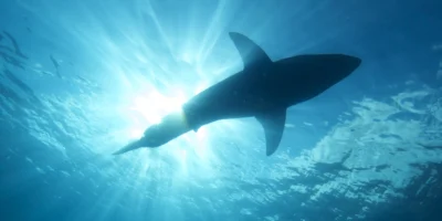 Grand requin blanc sous la surface