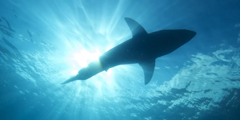 Grand requin blanc sous la surface