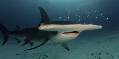 Grand requin-marteau Sphyrna mokarran en gros plan de trois quarts face Grand requin-marteau Sphyrna mokarran en gros plan de trois quarts face