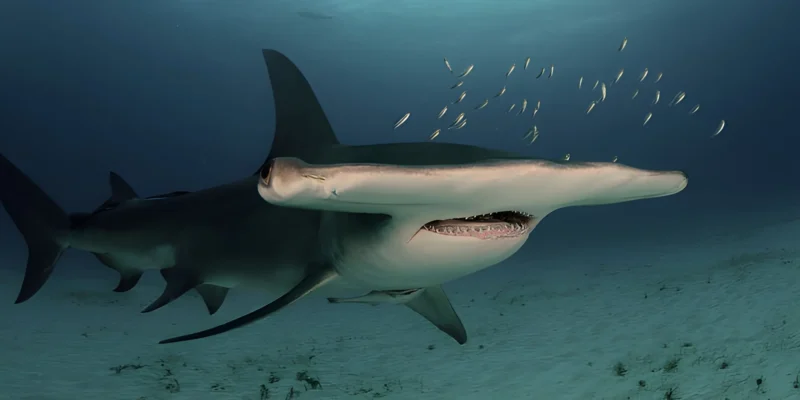 Grand requin-marteau Sphyrna mokarran en gros plan de trois quarts face