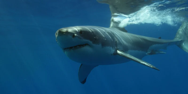 Grand requin blanc nageant juste sous la surface de la mer