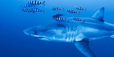 Grand requin blanc en Méditerranée